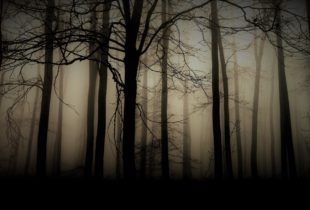 Δάσος με πυκνά δέντρα και ομίχλη